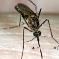 Culex tarsalis mosquito as it was about to begin feeding after h