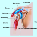 anatomia-della-spalla