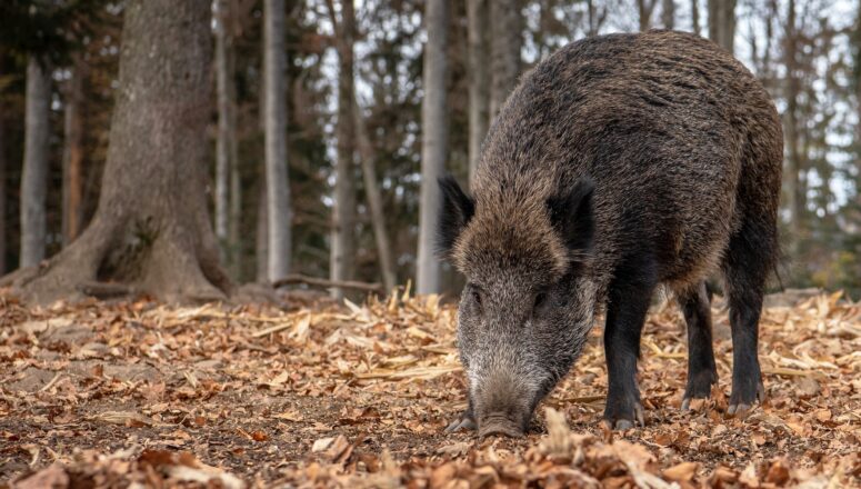 cinghiale